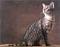 Egyptian Mau's Avatar